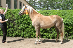 StPrSt. ASKHONA v. Askhan/Arthos (Z.: Haflingergestüt Reimer, Zarnewanz) . Foto: Jutta Wego